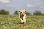 Labrador Retriever Puppy