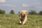 Labrador Retriever Puppy