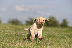 Labrador Retriever Puppy