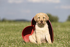 Labrador Retriever Puppy