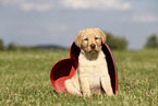 Labrador Retriever Puppy