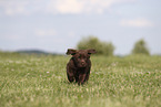 Labrador Retriever Puppy