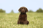 Labrador Retriever Puppy