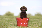 Labrador Retriever Puppy