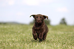 Labrador Retriever Puppy