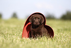 Labrador Retriever Puppy