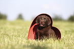 Labrador Retriever Puppy