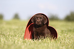 Labrador Retriever Puppy