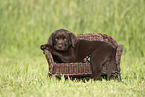 Labrador Retriever Puppy