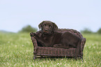 Labrador Retriever Puppy