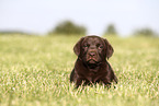 Labrador Retriever Puppy
