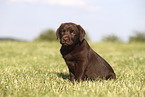 Labrador Retriever Puppy
