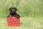 Labrador Retriever Puppy