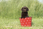 Labrador Retriever Puppy