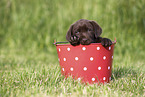 Labrador Retriever Puppy