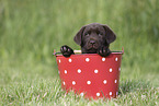 Labrador Retriever Puppy