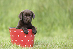 Labrador Retriever Puppy