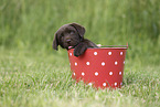 Labrador Retriever Puppy