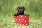 Labrador Retriever Puppy