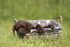 Labrador Retriever Puppy