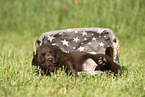 Labrador Retriever Puppy