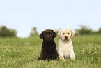 Labrador Retriever Puppies