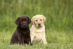 Labrador Retriever Puppies
