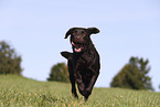 female Labrador Retriever