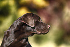 female Labrador Retriever