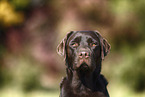 female Labrador Retriever