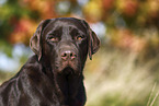 female Labrador Retriever