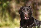 female Labrador Retriever