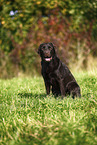 female Labrador Retriever