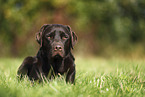 female Labrador Retriever