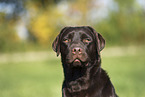 female Labrador Retriever