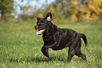 female Labrador Retriever