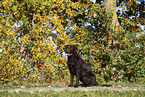 female Labrador Retriever