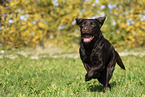 female Labrador Retriever