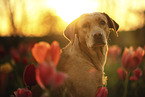 adult Labrador Retriever