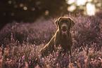 adult Labrador Retriever