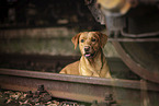 adult Labrador Retriever