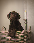 young Labrador Retriever