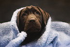 young Labrador Retriever