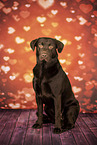 Labrador Retriever in studio