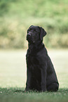 young Labrador Retriever