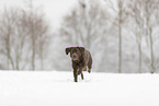 female Labrador Retriever