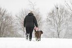 female Labrador Retriever