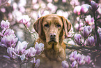 redfox Labrador Retriever