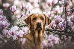 redfox Labrador Retriever