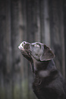Labrador Retriever Puppy